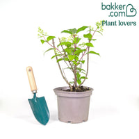 Hortensia paniculé Diamantino®