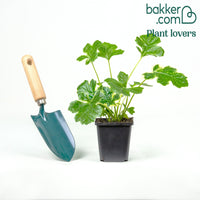 Acanthe de Tasmanie Angel