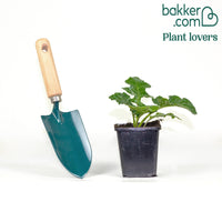 Acanthe molle Rue Ledan