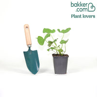 Populage des marais - Souci d'eau