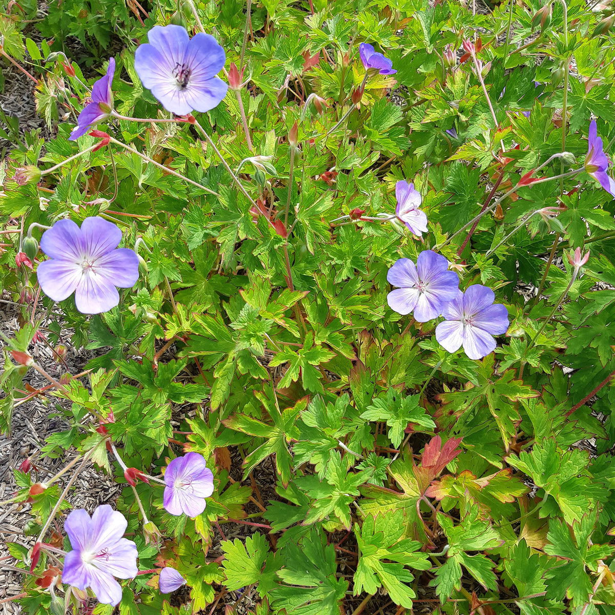 Géraniums - Bec de grue Geranium 'Rozanne' - Geranium gerwat rozanne