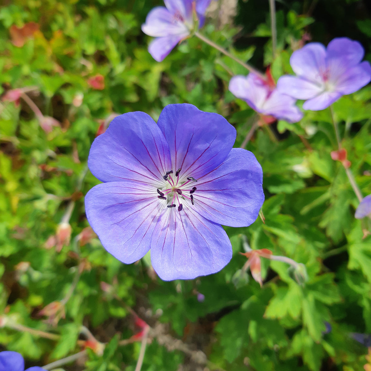 Vente Bec de grue Geranium 'Rozanne' - Geranium gerwat rozanne