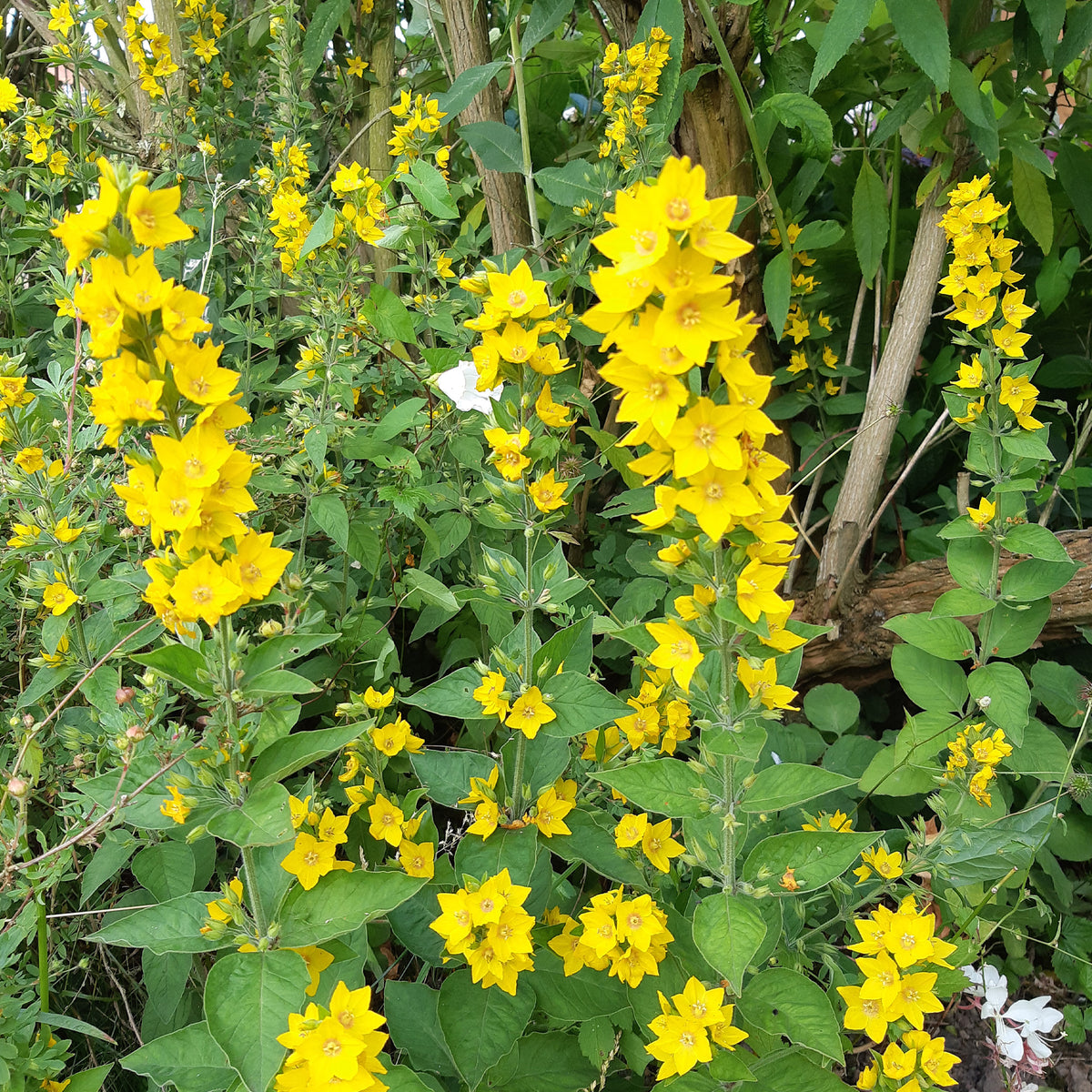 Lysimaque ponctuée - Lysimachia punctata - Bakker