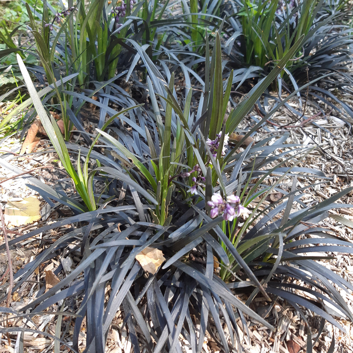 Plantes couvre-sol - Ophiopogon noir Niger - Ophiopogon planiscapus Nigrescens