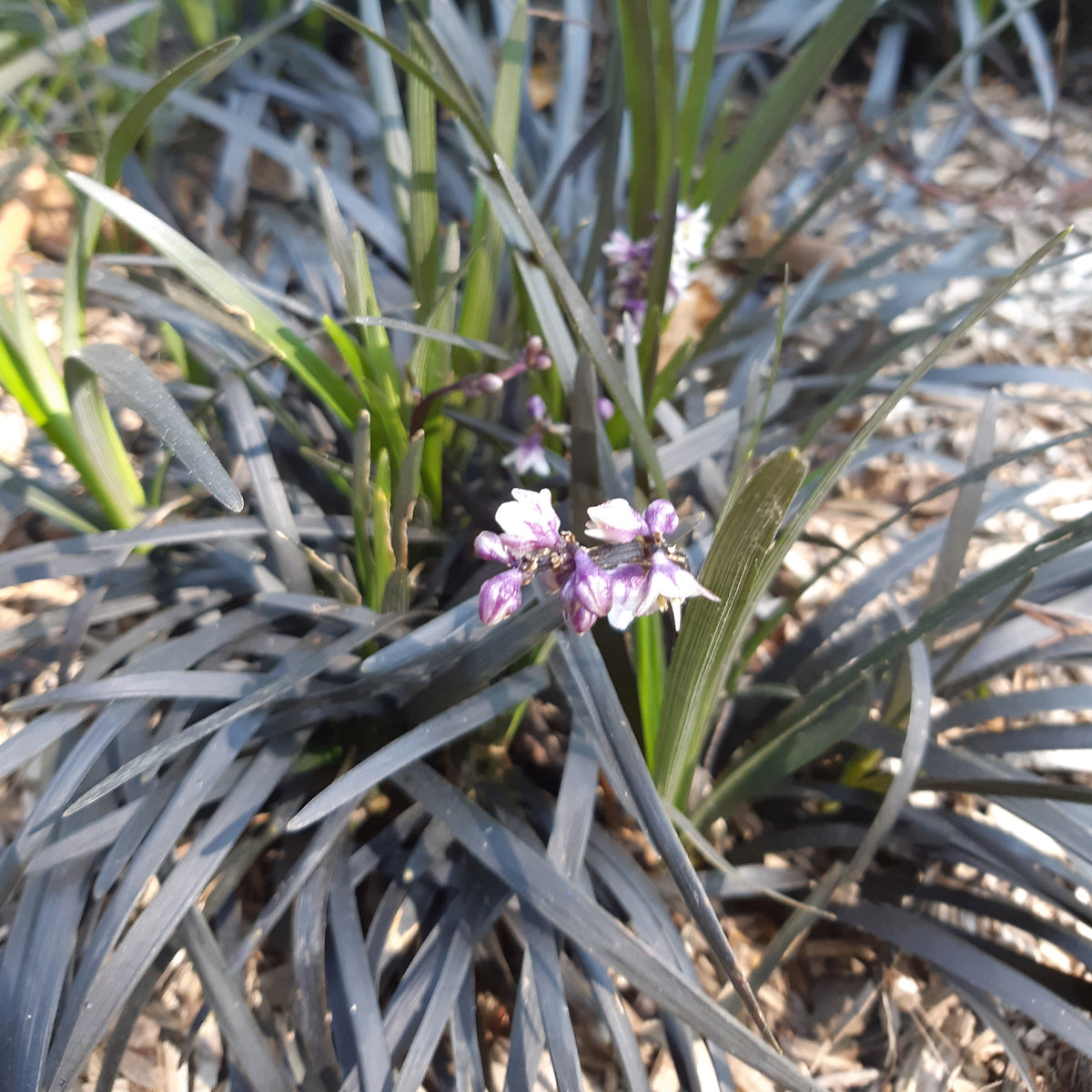 Vente Ophiopogon noir Niger - Ophiopogon planiscapus Nigrescens