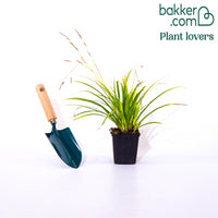 Laîche du Japon panachée