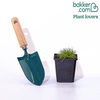 Fétuque crin d'ours