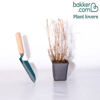 Herbe aux écouvillons Hameln Gold - Pennisetum