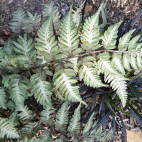 Fougère peinte Metallicum - Athyrium niponicum var. pictum (metallicum) - Bakker