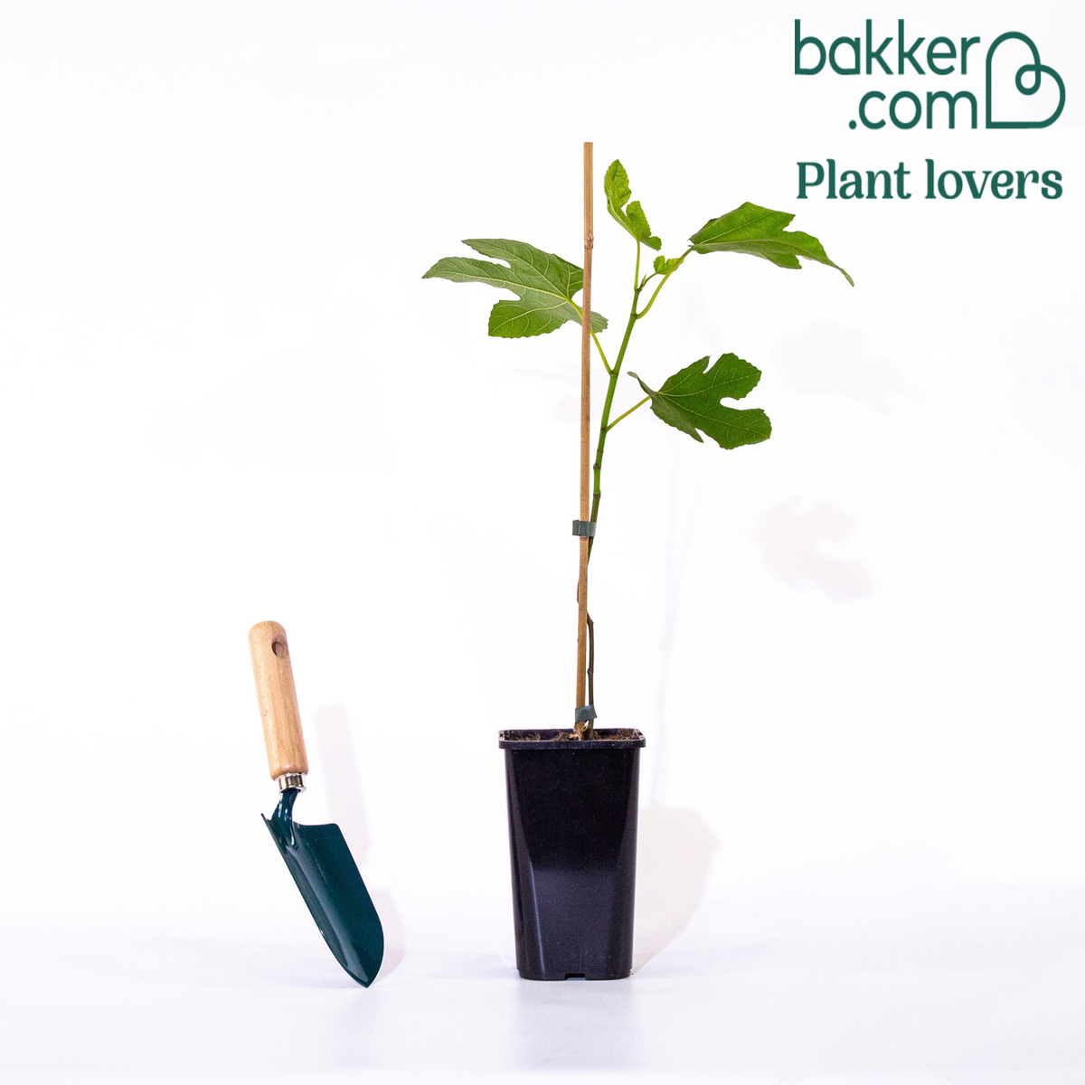 Bakker - Figuier 'Brown Turkey' - Ficus carica brown turkey