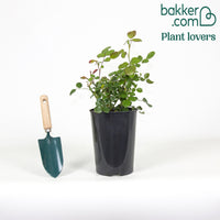 Rosier à fleurs groupées 'Leonard de Vinci'