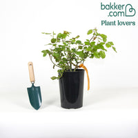 Rosier floribunda Red Leonardo da Vinci ® Meiangele