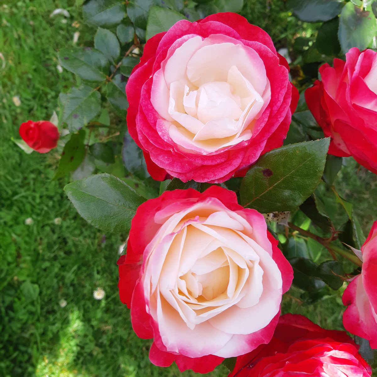 Rosier buisson Nostalgie ® - Rosiers à grandes fleurs - Bakker