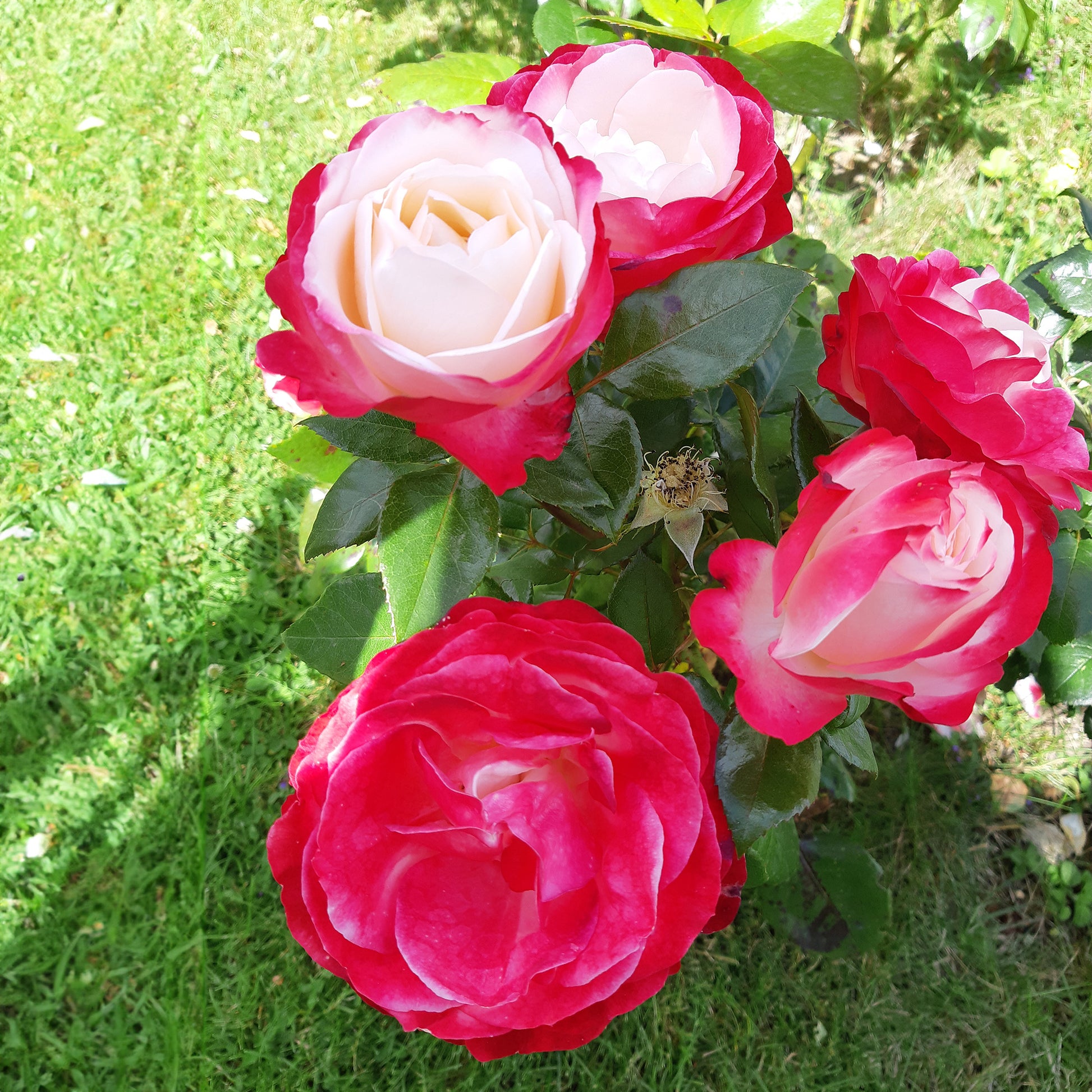 Rosier à grandes fleurs 'Nostalgie' - Plantes d'extérieur