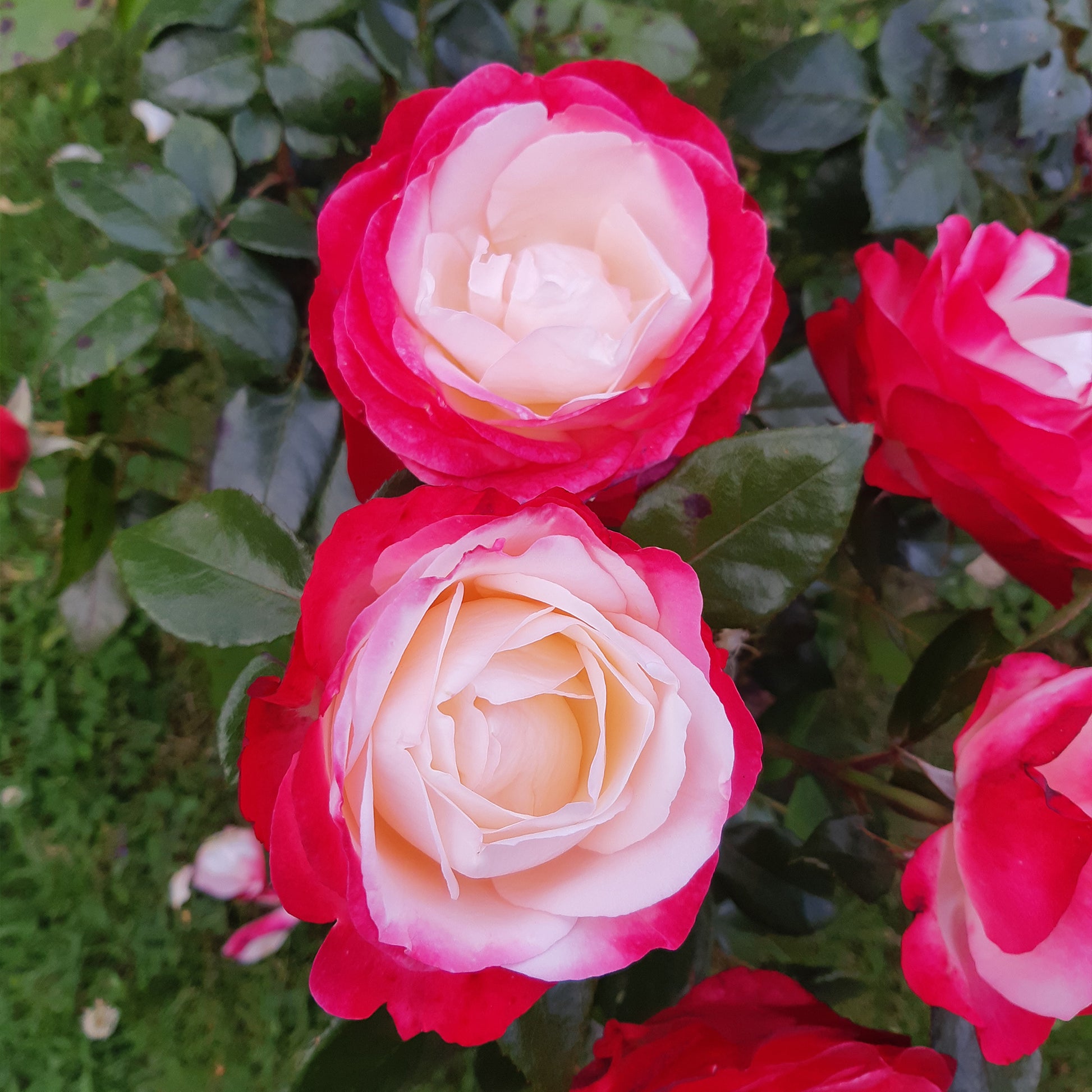 Rosier à grandes fleurs 'Nostalgie' - Plantes d'extérieur