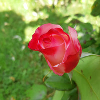 Vente Rosier buisson Nostalgie ® - Rosa Nostalgie ®