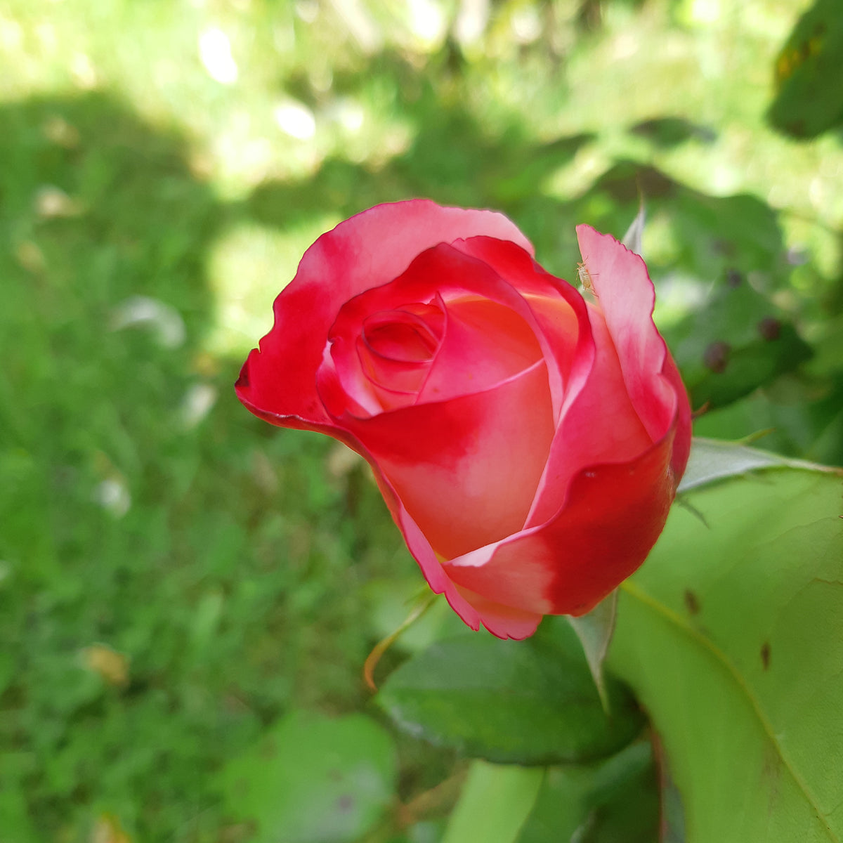 Vente Rosier buisson Nostalgie ® - Rosa Nostalgie ®