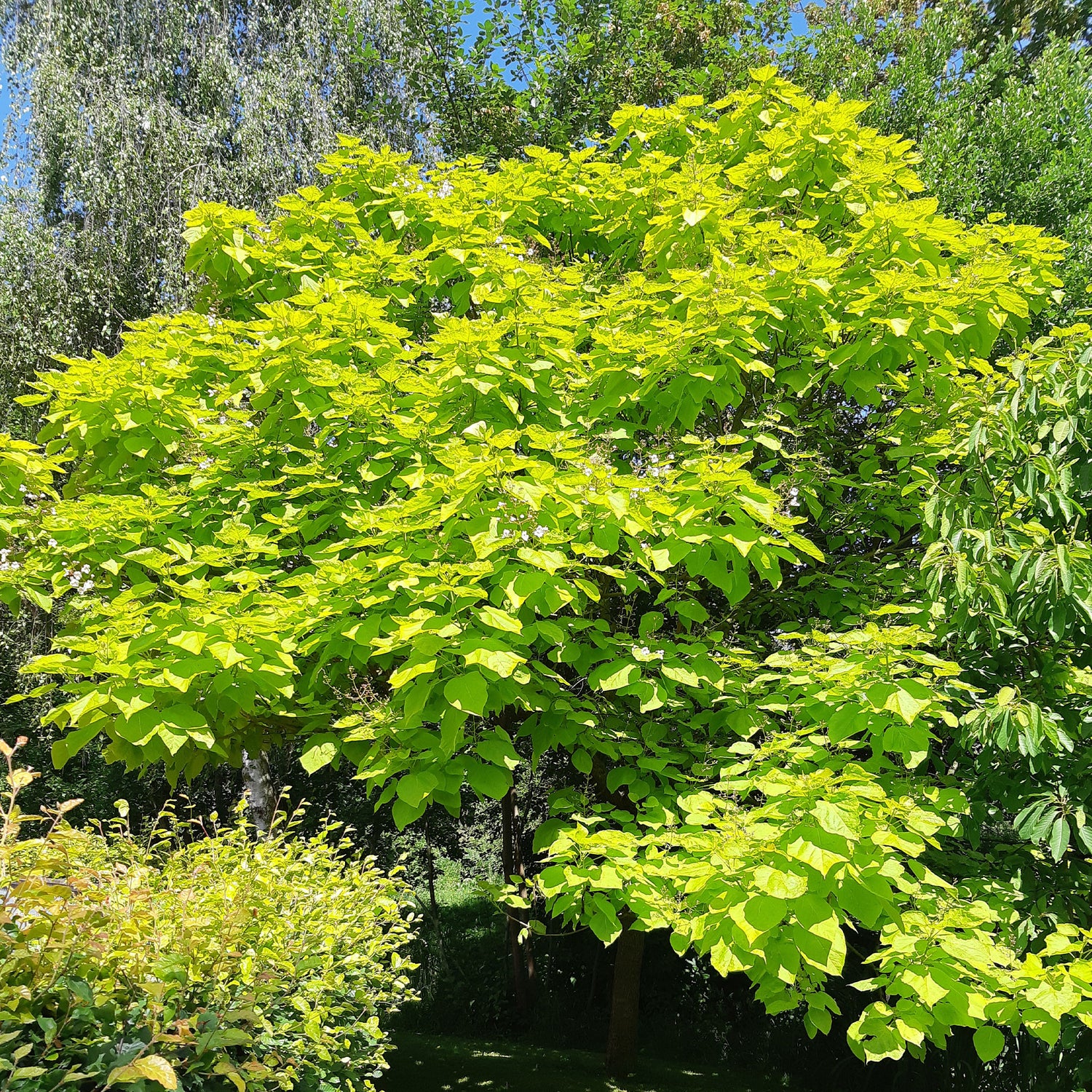 Catalpa bignonioides - Catalpa commun