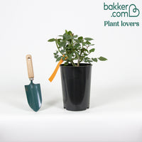 Rosier buisson Black Baccara ® Meidebenne