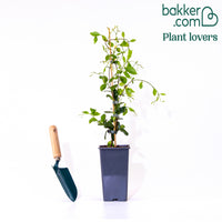 Jasmin étoilé 'Star of Toscane'