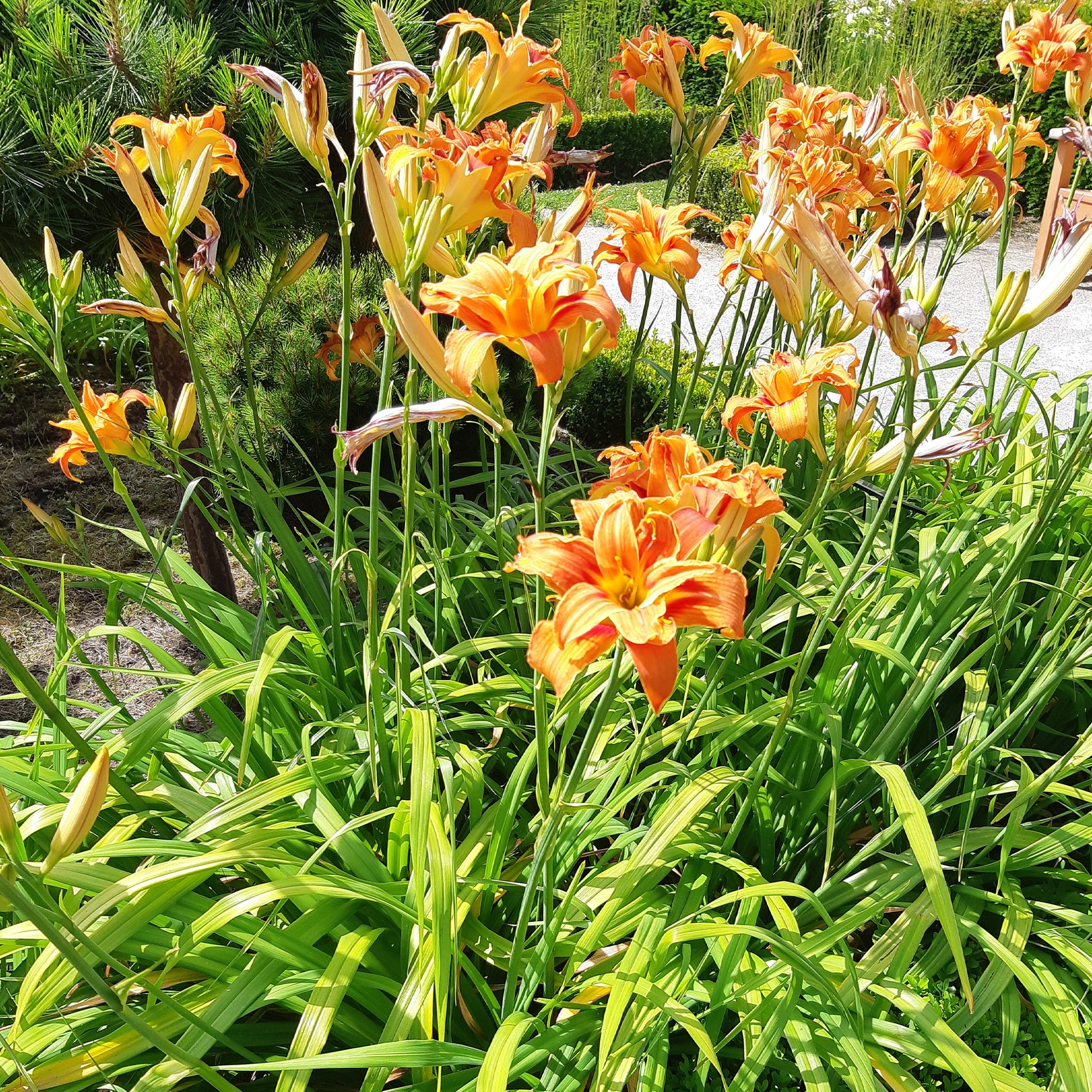 Hémérocalle fauve Flore Pleno - Hemerocallis fulva flore pleno - Bakker