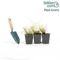 Herbe aux écouvillons 'Hameln'