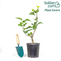 Lilas double Beauty of Moscow