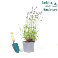 Lavande vraie Munstead