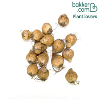 Ornithogale Saundersiae