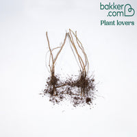 2 Rosiers rugueux rose foncé (pot)