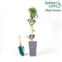 Clématite du Père Armand Apple Blossom