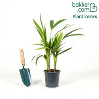 Palmier Kentia Howea forsteriana