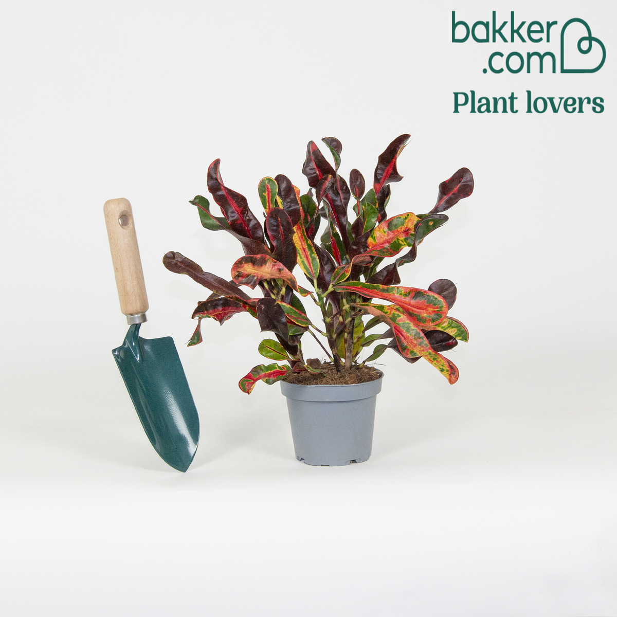 Bakker - Codiaeum variegatum mammi