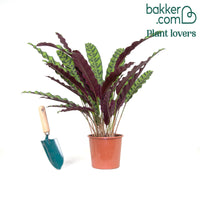 Calathea lancifolia 'Insigne'