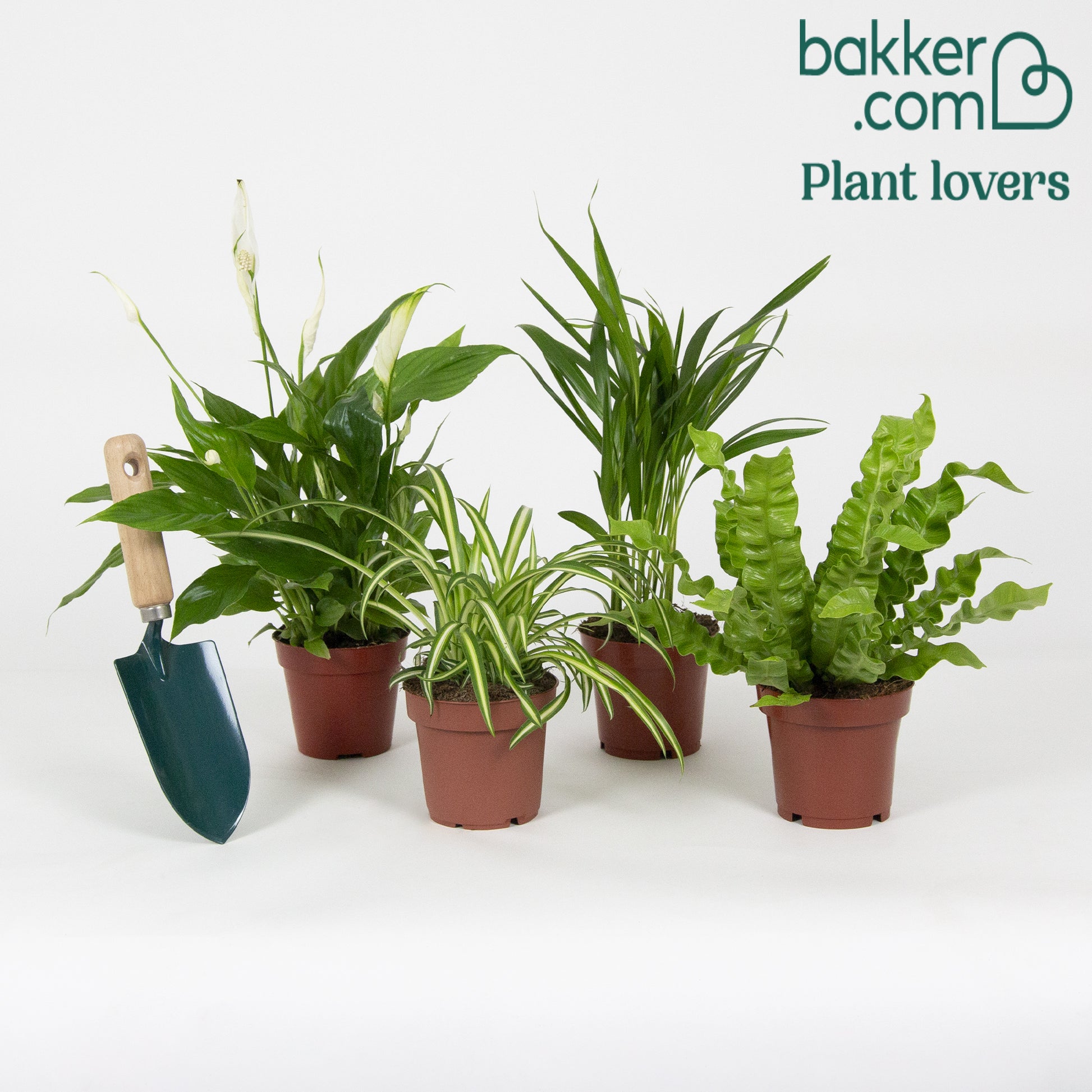 Bakker - Collection de 4 plantes dépolluantes - Areca dypsis, chlorophytum 'atlantic', asplenium, spathiphylum - Chlorophytum