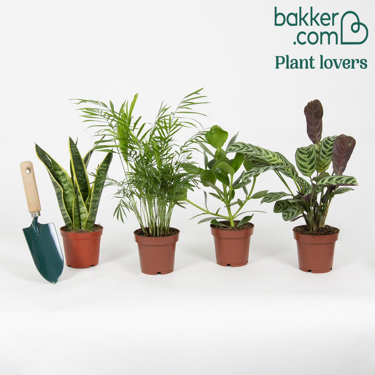 Bakker - Collection de 4 plantes d'intérieur faciles -  clusia, chamaedorea, ctenanthe burle marxii, sansevieria