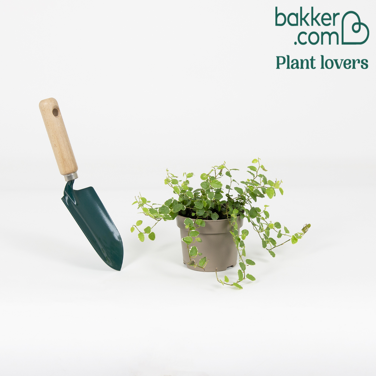 Bakker - Figuier rampant Ficus pumila 'White Sunny' - Ficus pumila white sunny