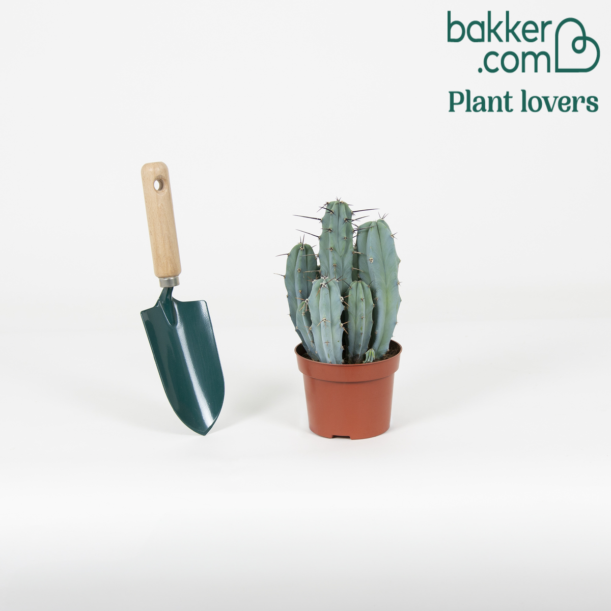 Bakker - Polaskia Chichipe - Polaskia chichipe