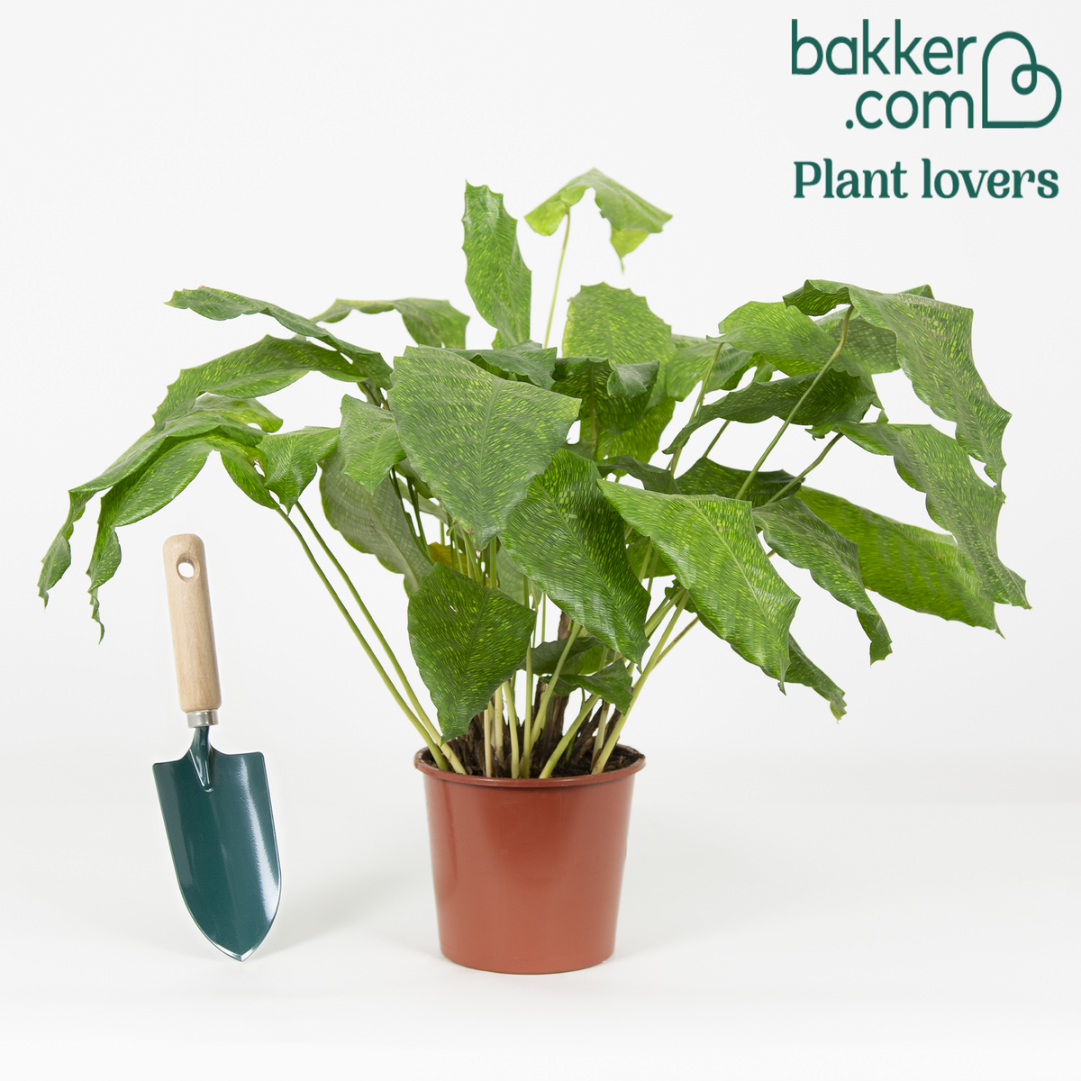 Bakker - Calathea 'Network' - Calathea musaica network