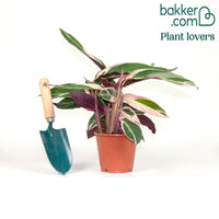 Calathea Stromanthe 'Triostar'