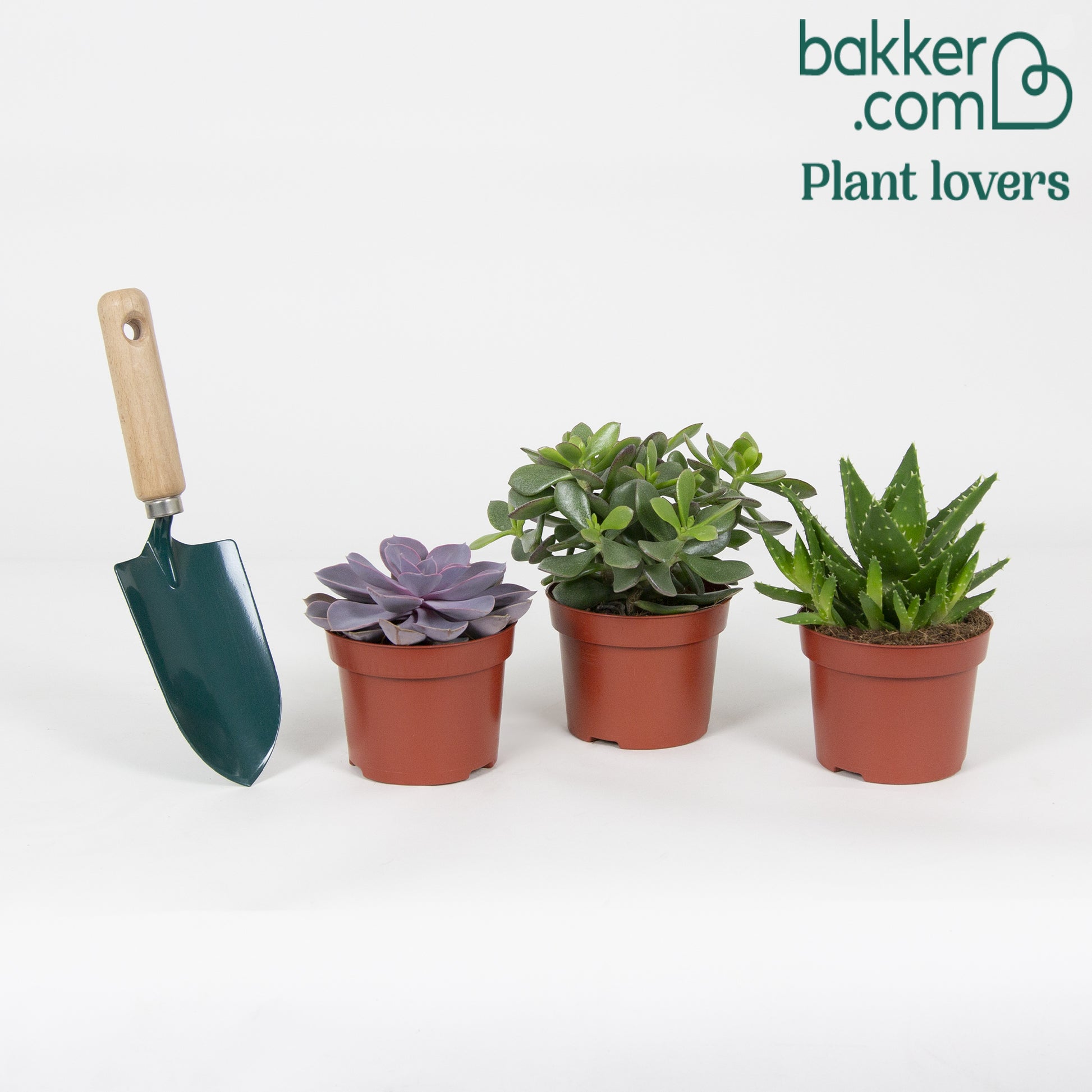 Bakker - Collection de 3 succulentes - Crassula 'Minova Magic' + 2 Gasterias - Aloe Perfoliata, Echeveria 'Purple Pearl', Crassula 'Minova Magic'