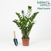 Bakker - Zamioculcas zamiifolia