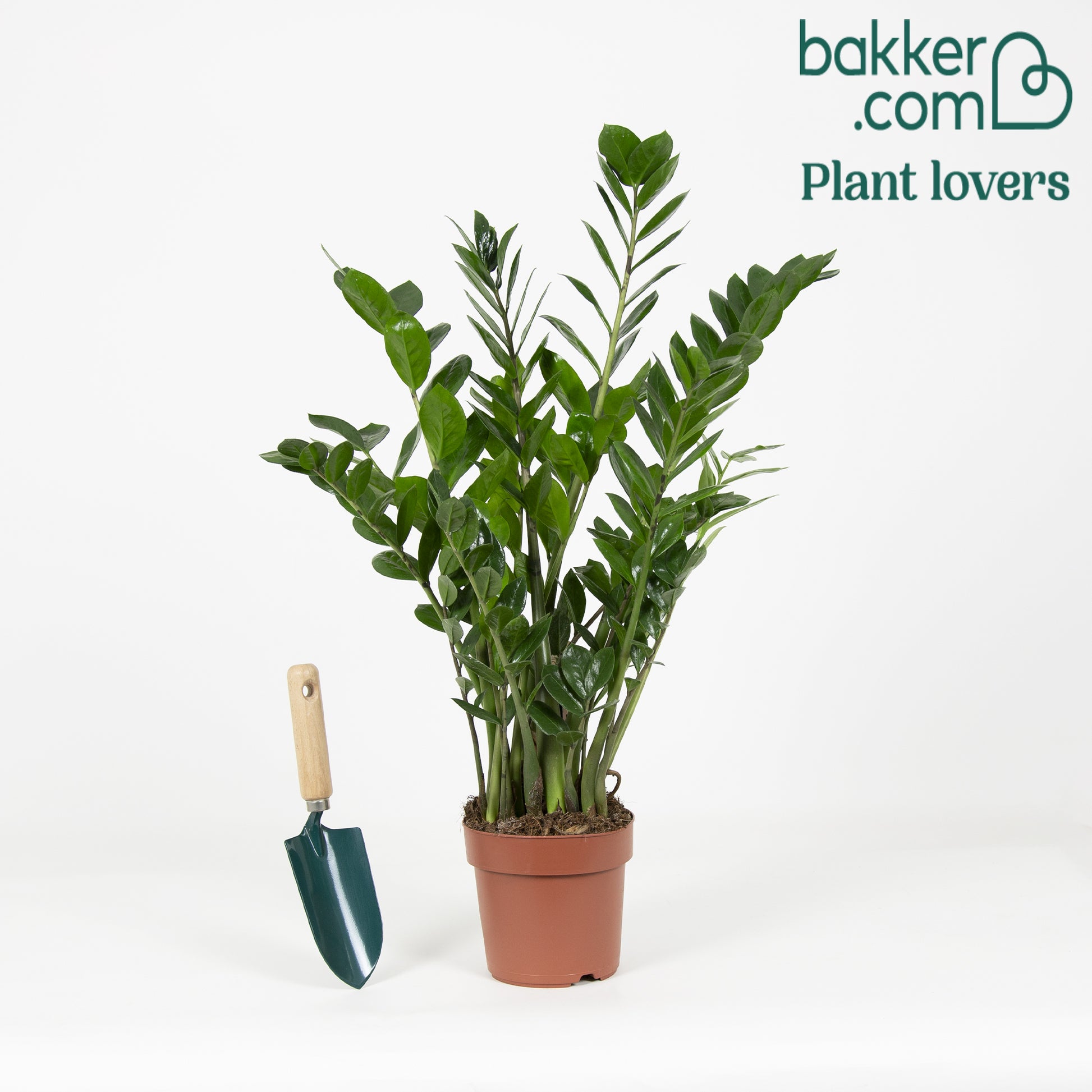 Bakker - Zamioculcas zamiifolia