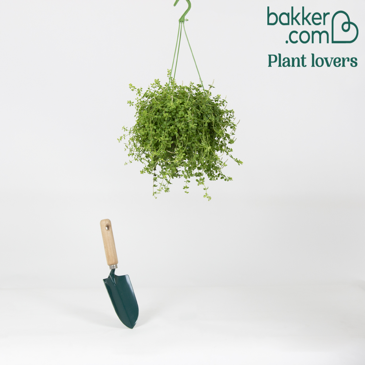 Bakker - Peperomia 'Isabelle'  - Plante suspendue - Peperomia isabelle
