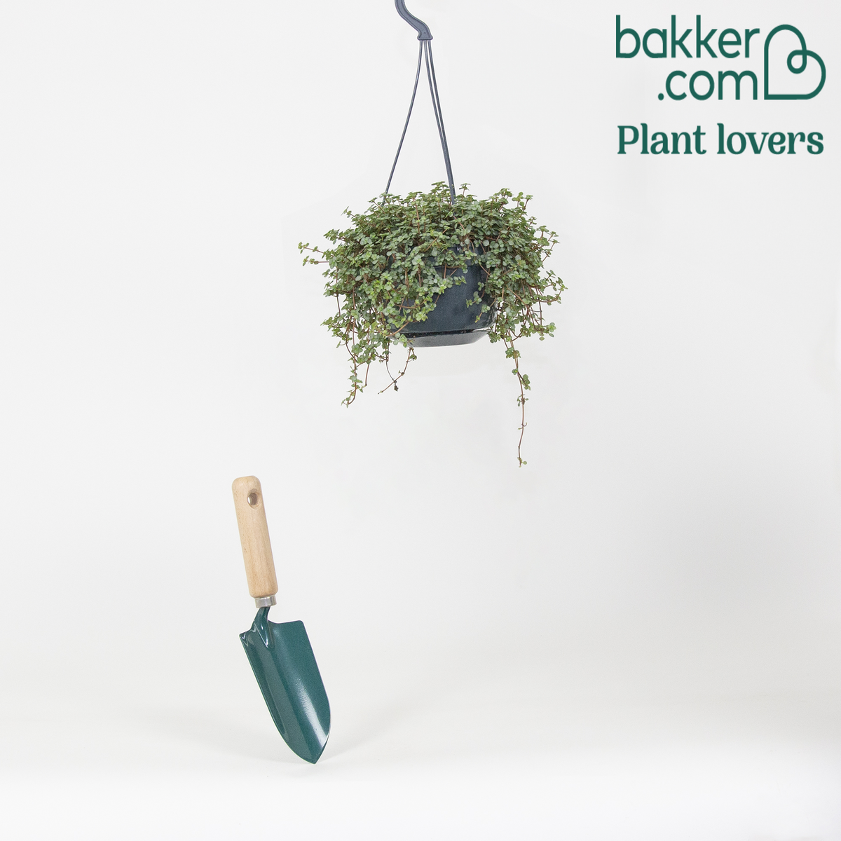 Bakker - Plante à monnaie chinoise Pilea glaucophylla avec pot suspendu en plastique  - Plante suspendue - Pilea glaucophylla - Plantes vertes d'intérieur