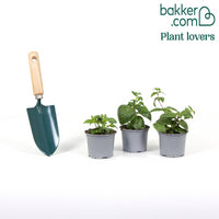 3 Fuchsias Bella Rosella, Blue Angel, New Millenium en mélange