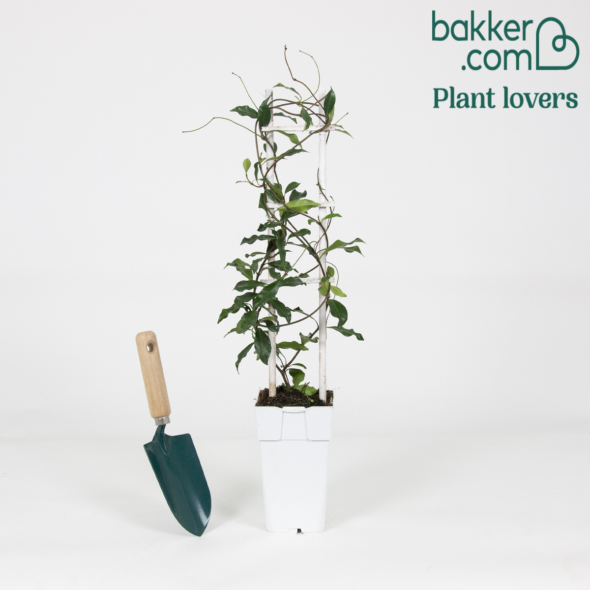 Bakker - Jasmin étoilé 'Star of Ibiza' - Trachelospermum jasminoides 'star of ibiza' - Plantes grimpantes