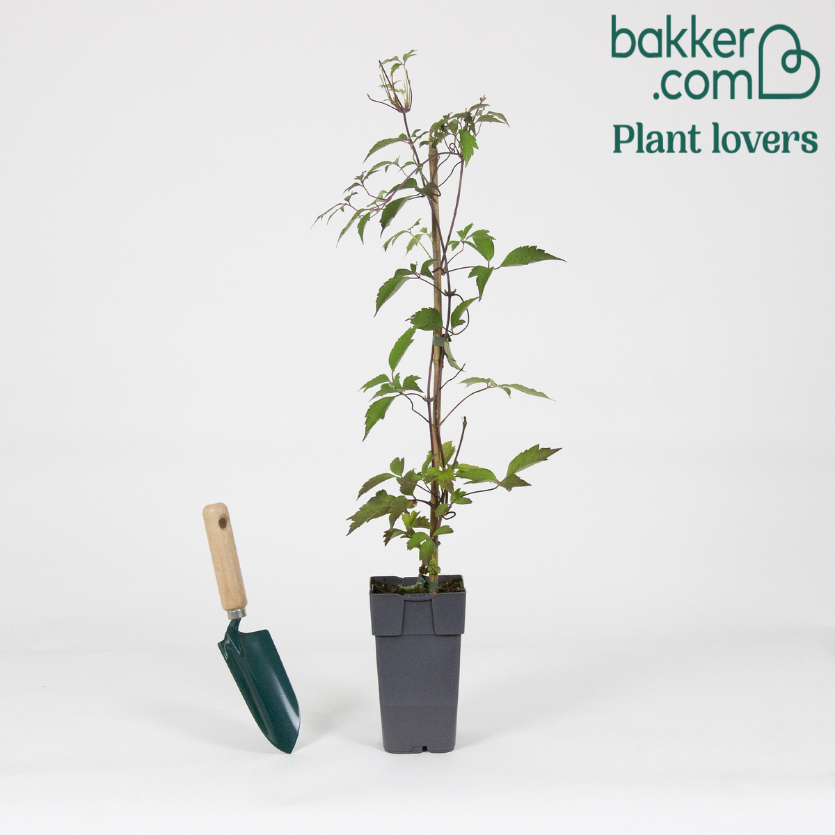 Bakker - Clématite 'Nelly Moser' - Clematis 'nelly moser'