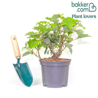 Hortensia à feuilles de chêne 'Ruby Slippers'®