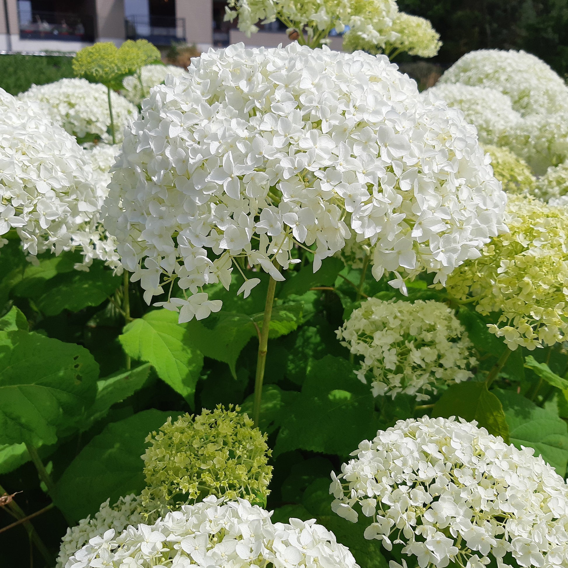 Hortensia Hydrangea 'Strong Annabelle' Blanc - Arbustes à fleurs